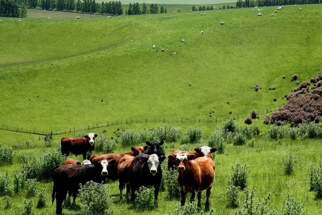 Why Grass-Fed Beef Is Better for Your Health