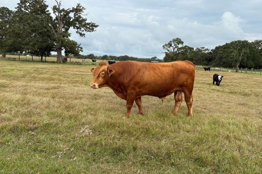 What Is Akaushi Beef? Health, Flavor, and More