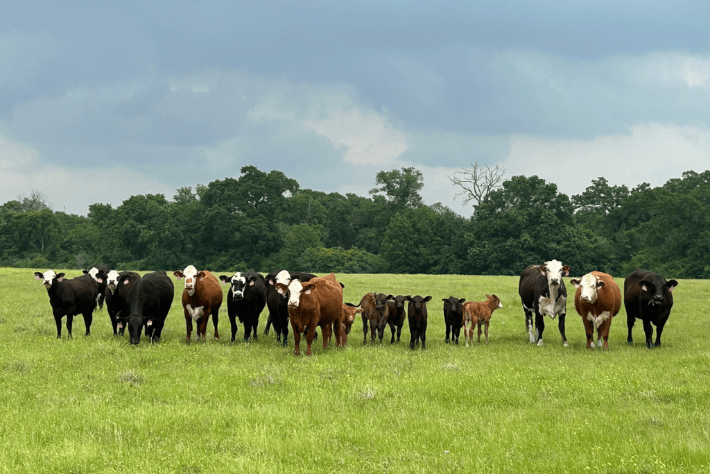 Buy Beef Direct: The Difference You Can Taste