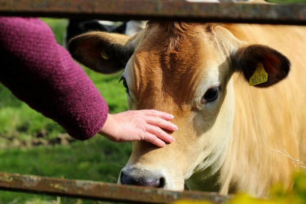 Caring-for-Cattle.png