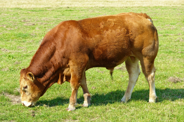 grass-fed-.png