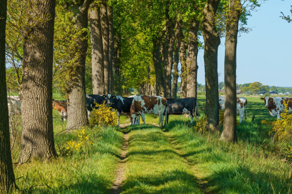 Cow-and-Pasture.png