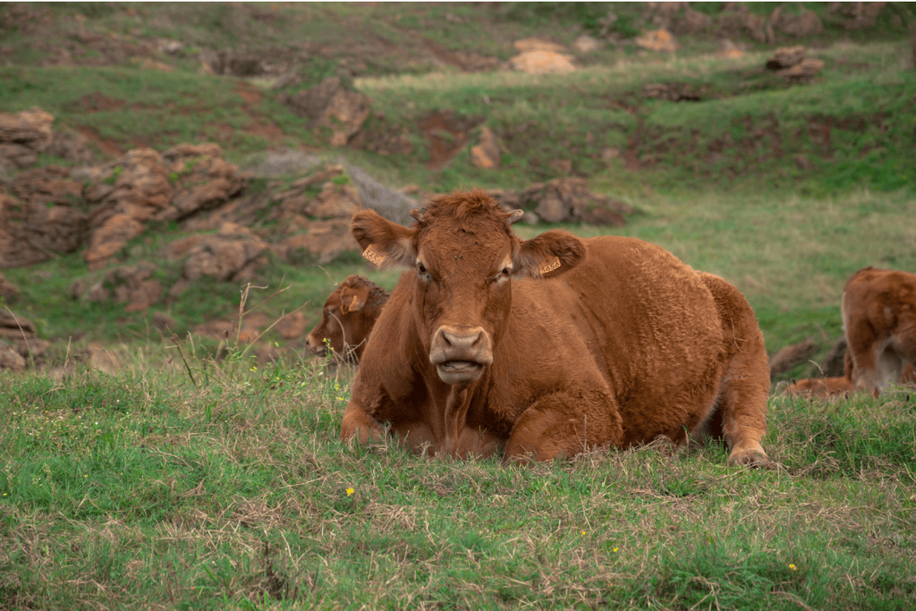What Makes Akaushi Beef So Special