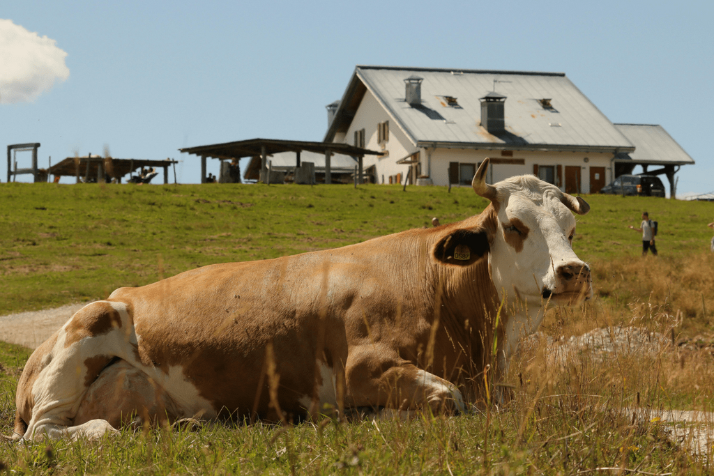 What Restaurants and Butchers Should Know About Wholesale Beef Pricing