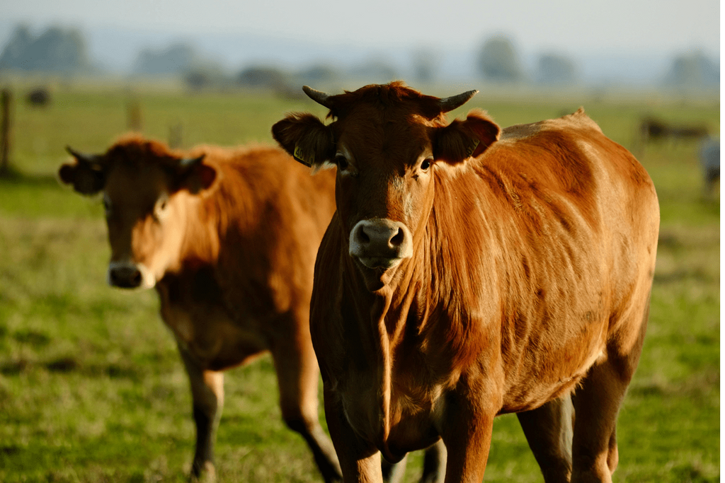 How Premium Beef Breeding Shapes Flavor and Quality