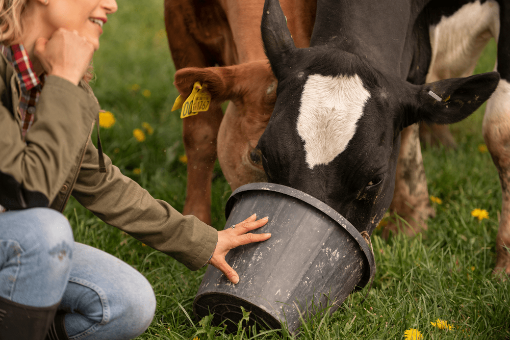 How Ranching Practices Affect Beef Quality
