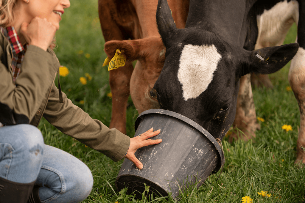 How Ranching Practices Affect Beef Quality