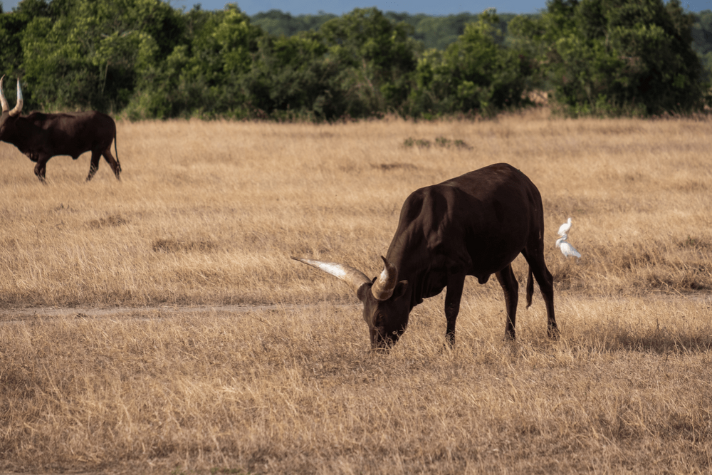 Lifetime of a Steer Before Butchering