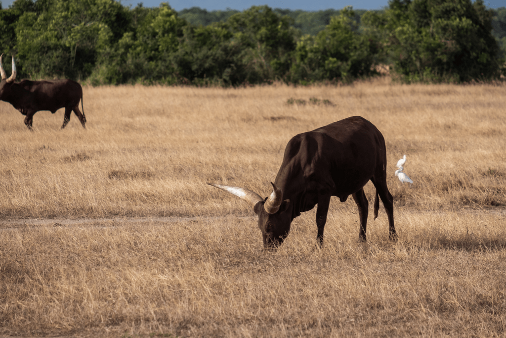 Lifetime of a Steer Before Butchering