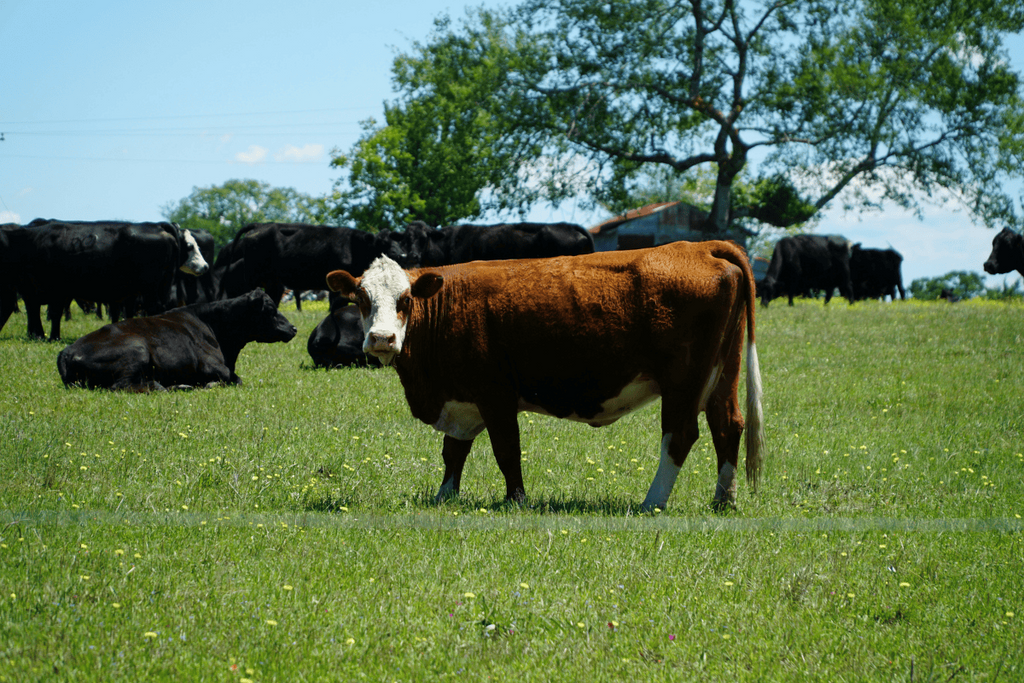 Why Home Cooks Are Falling in Love with Texas' Most Tender Beef
