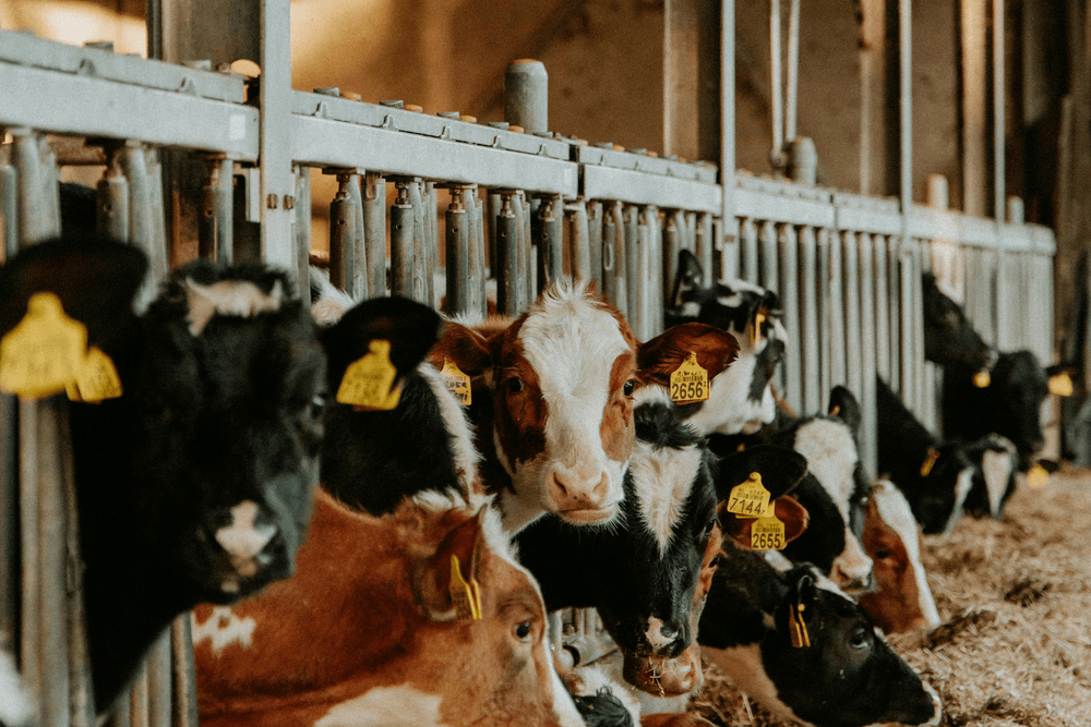 The Economics of Raising and Processing Beef