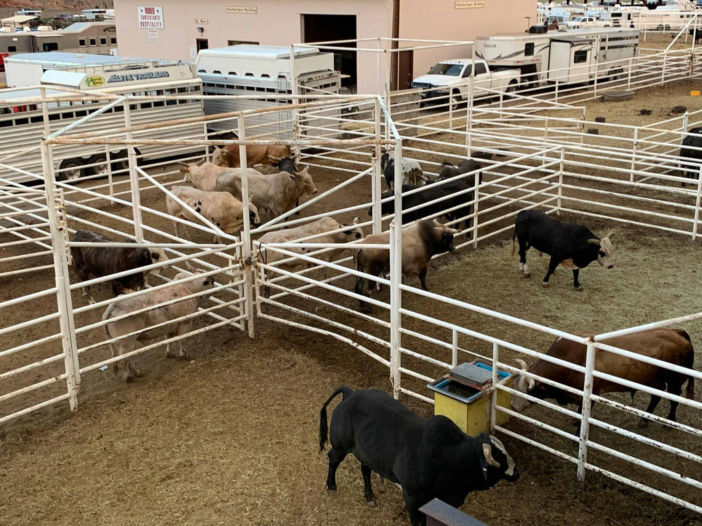 Indoor-Cattle-Pens.jpg
