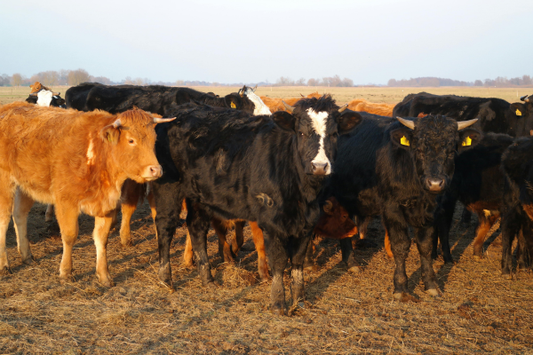 Cattle-at-Sunrise.png