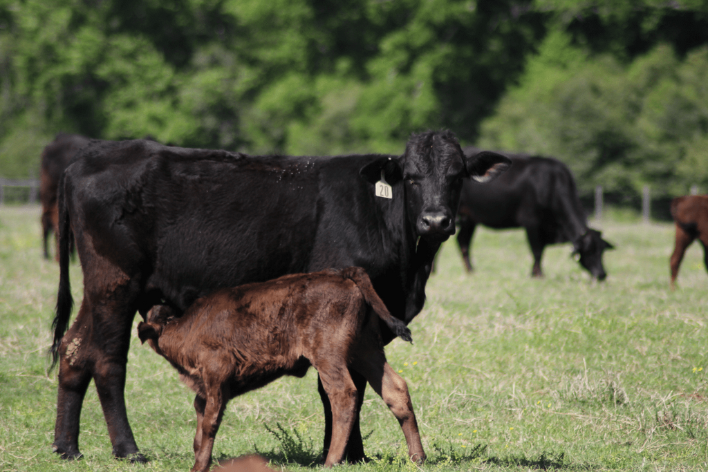A Guide to Buying Akaushi Beef