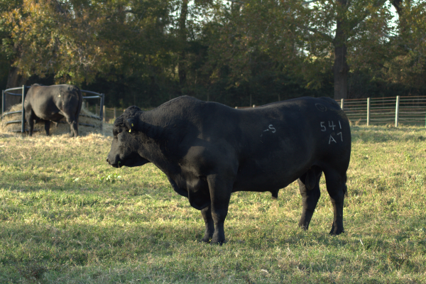 Akaushi-Bull.png