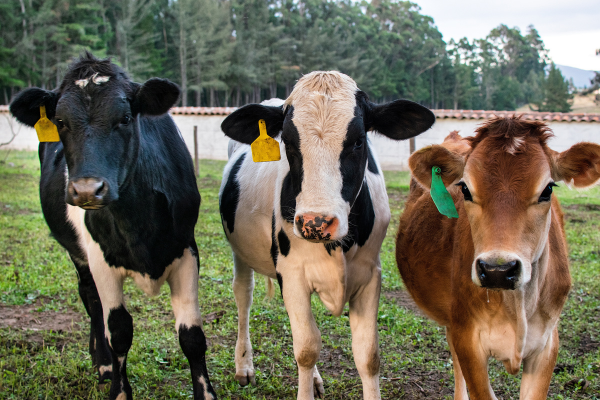 Group-of-Cattle.png