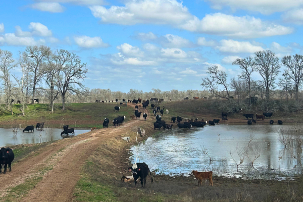 Circle-J-Meat-Ranch-Cattle.png