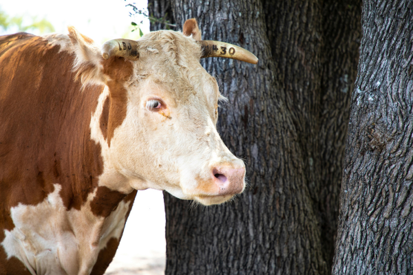 Steer.png
