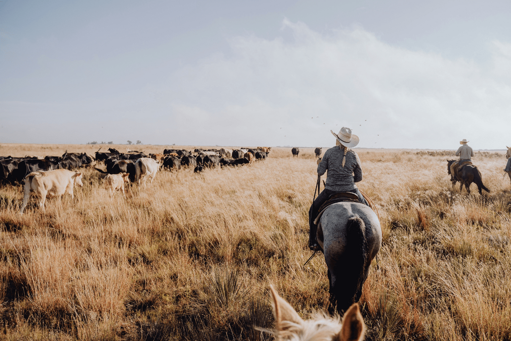 Why More Houston Families Are Ordering Beef Online from Local Texas Ranchers