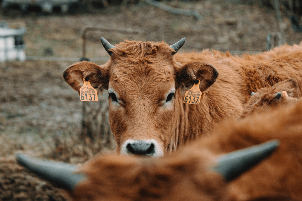 Imported-Beef.png