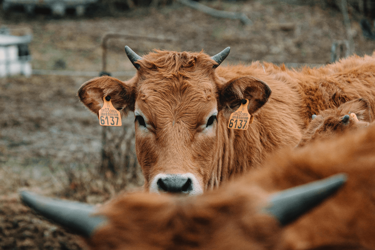 Imported-Beef.png