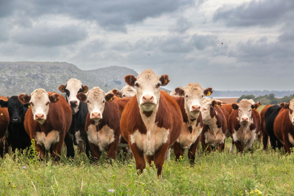 Cattle.png