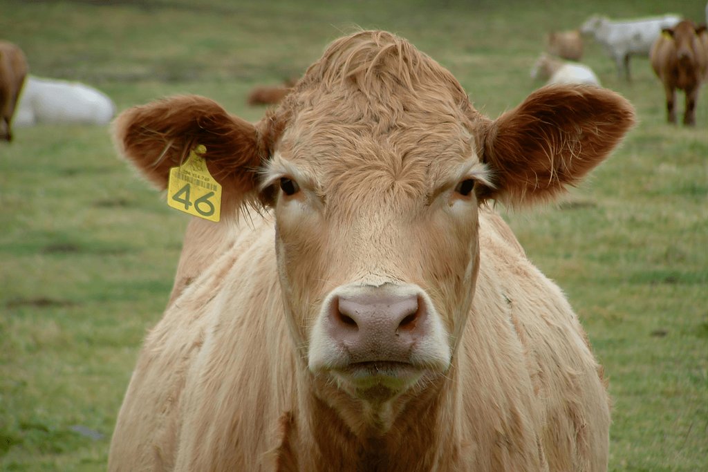 Akaushi vs Wagyu vs Grass-Fed Beef: What's the Difference?