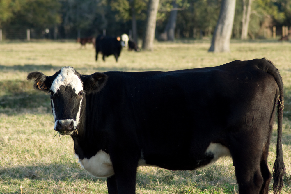 The Benefits of Buying Half a Cow