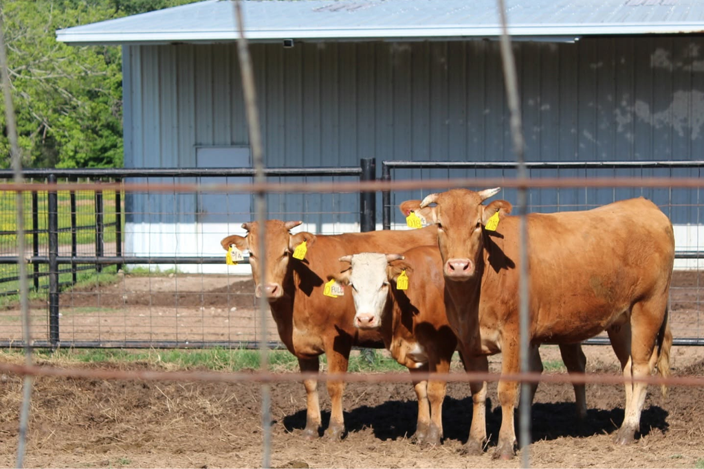 How to Choose a Reputable Ranch