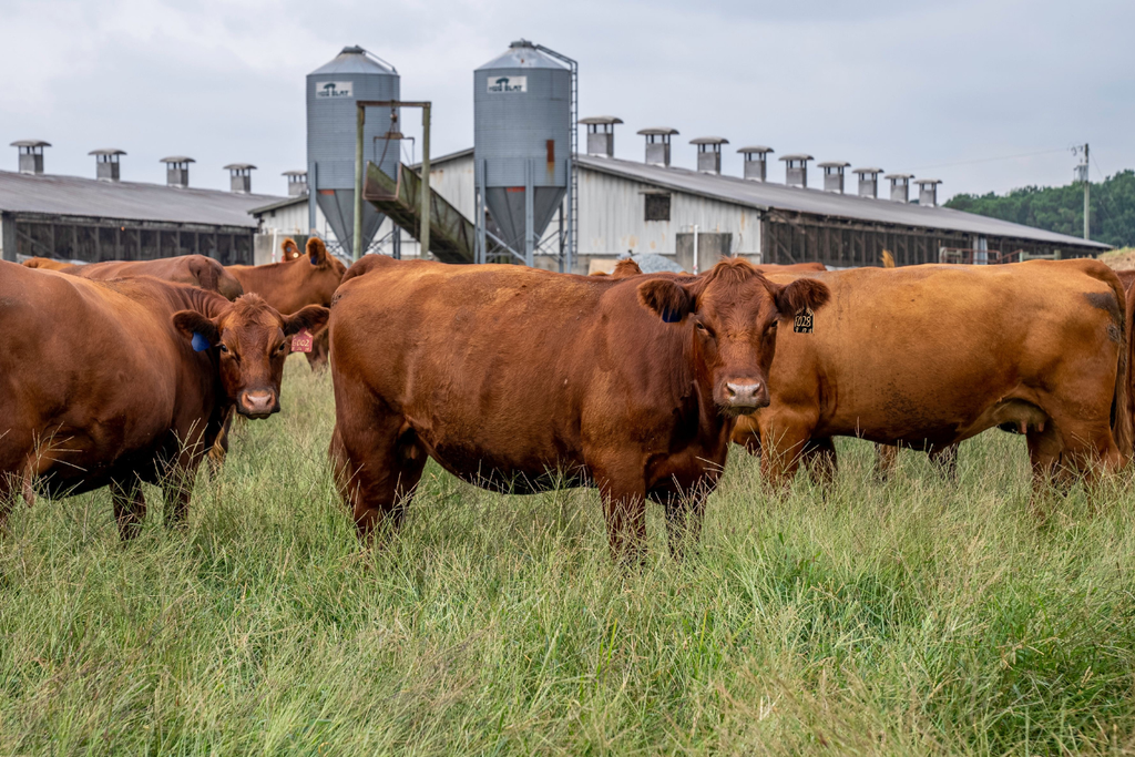 How to Find a Trustworthy Local Beef Ranch in Texas (10 Questions to Ask First)