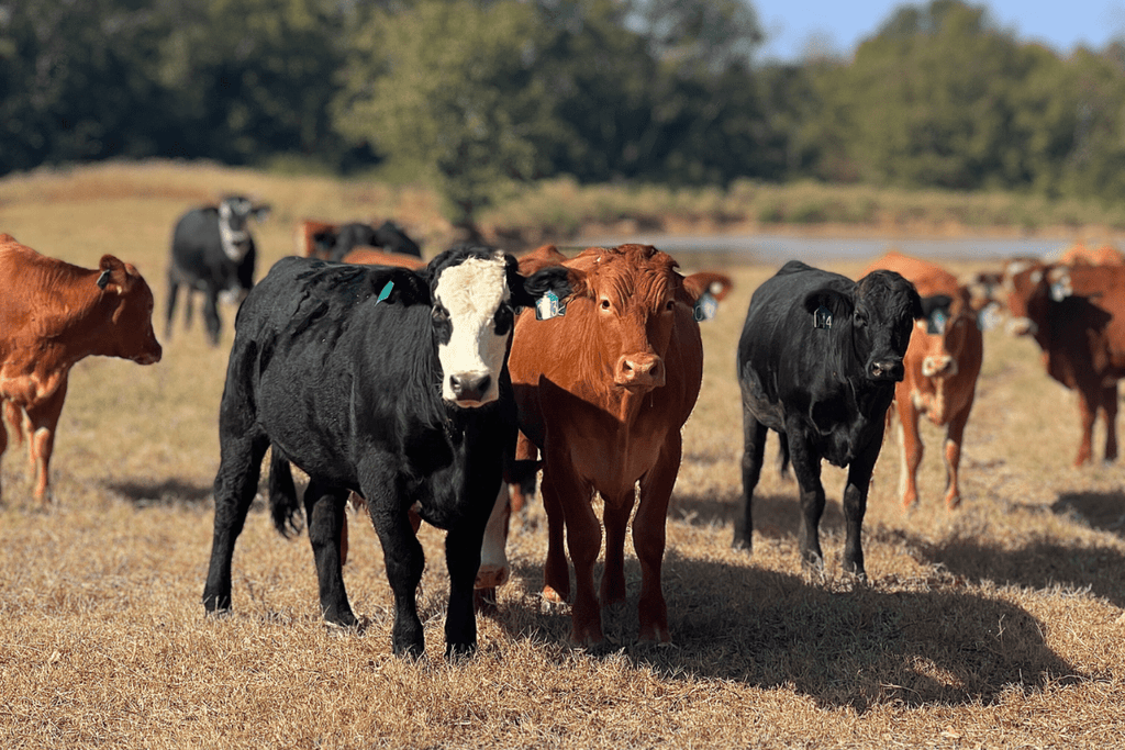 Why Texas Families Are Buying Beef Directly From Ranches