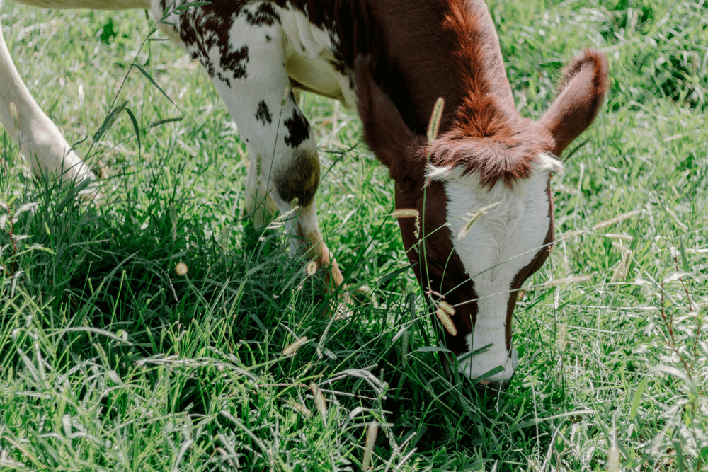 Is Grass-Fed Beef Worth It? Price vs. Quality Explained